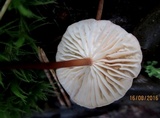 Gymnopus androsaceus image