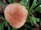 Gymnopus androsaceus image