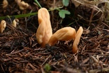 Spathularia flavida image