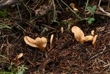 Spathularia flavida image