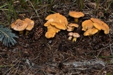 Cantharellus roseocanus image