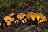 Cantharellus roseocanus image