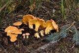 Cantharellus roseocanus image