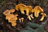 Cantharellus roseocanus image