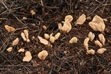 Spathularia flavida image