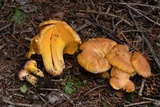 Cantharellus roseocanus image