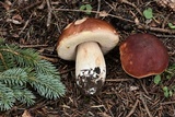 Boletus rubriceps image