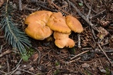 Cantharellus roseocanus image