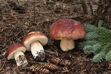 Boletus rubriceps image