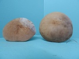 Tylopilus ferrugineus image
