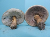 Tylopilus ferrugineus image