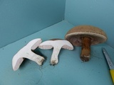 Tylopilus ferrugineus image