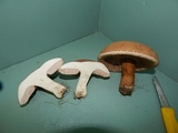 Tylopilus ferrugineus image