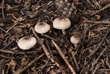 Lepiota felina image