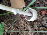 Panaeolus semiovatus image