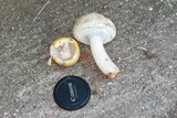 Agaricus silvicola image