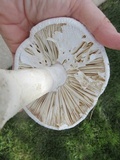 Amanita polypyramis image