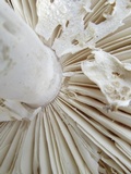 Amanita polypyramis image