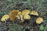 Suillus americanus image