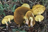 Suillus americanus image