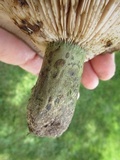Lactarius atroviridis image