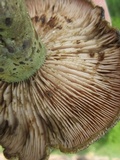 Lactarius atroviridis image