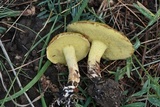 Suillus americanus image