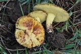 Suillus americanus image