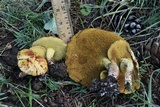 Suillus americanus image