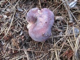 Russula mariae image