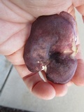 Russula mariae image