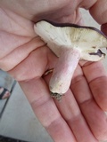 Russula mariae image
