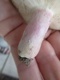 Russula mariae image