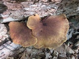 Tapinella atrotomentosa image