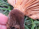 Tapinella atrotomentosa image