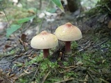 Chalciporus pseudorubinellus image
