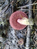 Chalciporus pseudorubinellus image