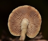 Psilocybe hopii image