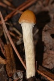 Psilocybe hopii image