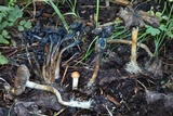 Psilocybe hopii image