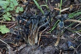 Psilocybe hopii image