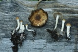 Psilocybe hopii image
