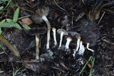 Psilocybe hopii image