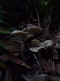 Pseudoclitocybe cyathiformis image