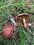 Suillus pictus image