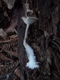 Pseudoclitocybe cyathiformis image