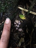 Hallingea purpurea image
