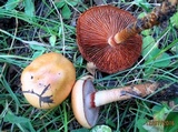 Cortinarius varius image