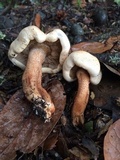 Tricholoma imbricatum image