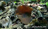 Peziza boltonii image